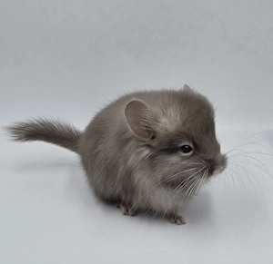 Chinchilla Weibchen Schoko RPA Angora (Langfell) zur Abgabe,