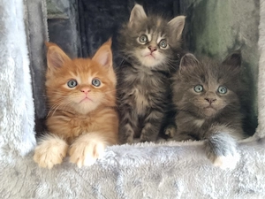 XXL Maine Coon Kitten Reinrassig