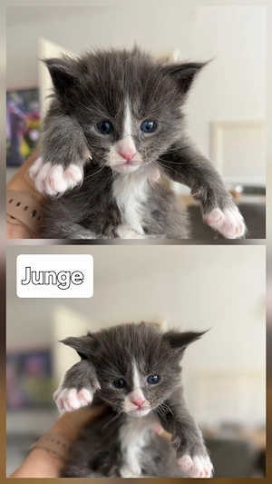 Wunderschöne Maine-Coon-Kätzchen suchen ein neues Zuhause.