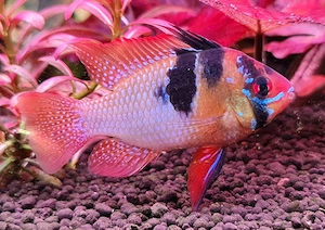 Schmetterlingsbuntbarsch Natur 