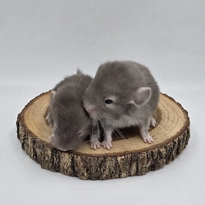 2 Chinchilla Weibchen Braun Pearl bald zur Abgabe,  