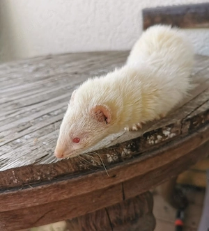 Frettchen Rüde jungrüde 8Wochen