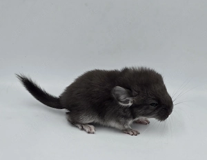 Chinchilla Weibchen Black Pearl bald zur Abgabe,