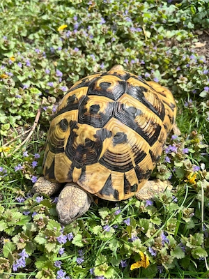 Griechische Landschildkröten von 2008