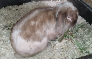 Super lieber Mini Lop Männchen sucht Zuhause.