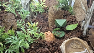 Schmuckhornfrosch Strawberry inkl. Terrarium 