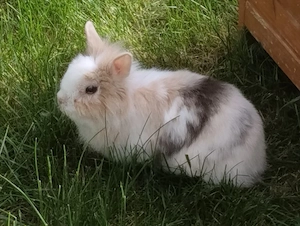 Tolle Kaninchen zu Abgabe 