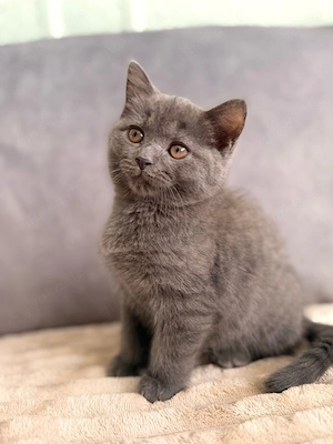 BKH Kater 9 Wochen alt 