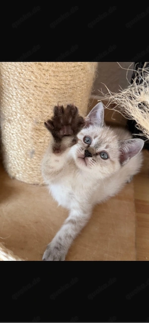 BKH Kitten sucht zuhause