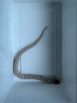 Hakennasennatter Superarctic Toffee