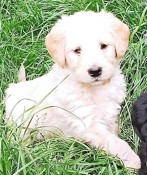 Labradoodle Welpen F1 blond und schwarz mit Ahnentafel suchen ihre Lieblingsmenschen