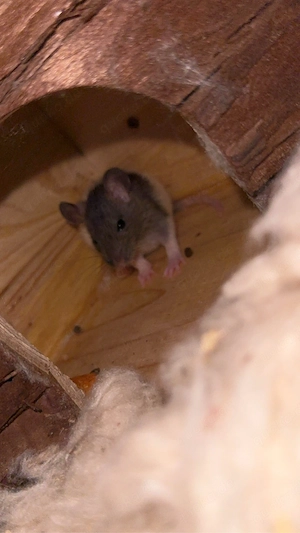 Ratten abzugeben Bild 2