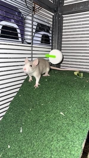 Ratten abzugeben Bild 5