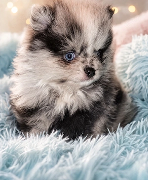 Zwergspitz Pomeranian Welpen 