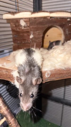 Ratten abzugeben Bild 3