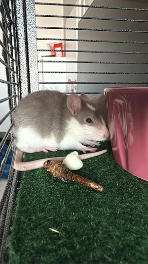 Ratten abzugeben Bild 4