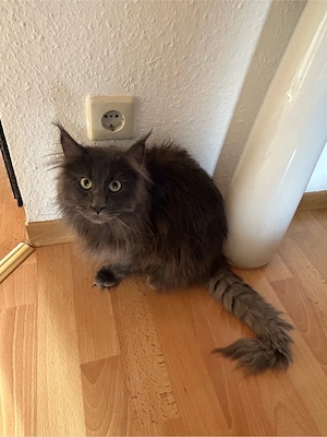 Maine Coon Kater