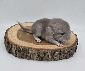 Chinchilla Weibchen Beige RPAt bald abzugeben,