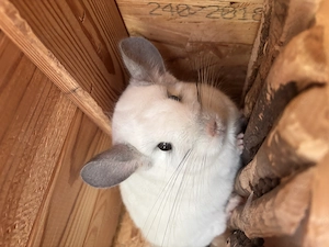 Verspielte Chinchilla-Dame in liebevolle Hände abzugeben 