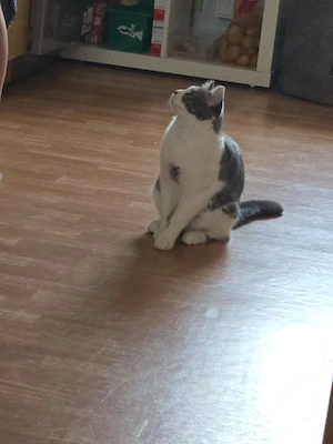 Kuschelfreudiger Kater sucht neues Zuhause 