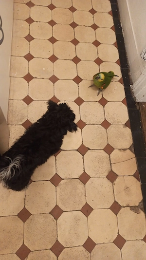 Blaustirnamazone  Bild 3