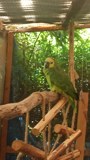 Blaustirnamazone  Bild 2