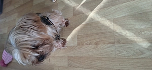 Senior sucht neues Zuhause 