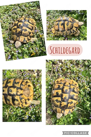 Griechische weibl. Landschildkröte von 2008