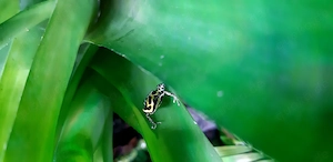 Ranitomeya variabilis 