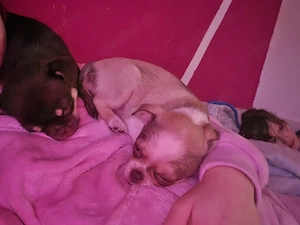 2 chihuahua mops welpen suchen ein schönes Zuhause 