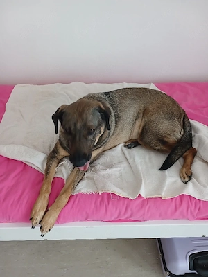 Mus dr.meine hündin in gute hände verk.