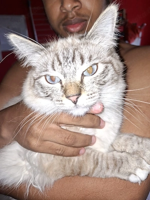 Heilige Birma Ragdoll Kater