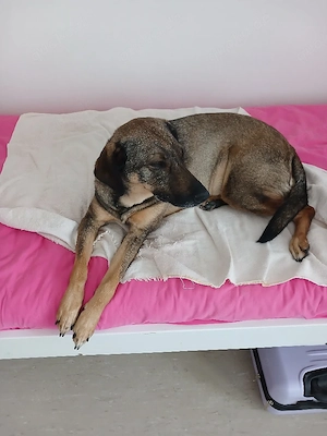 Mus dr.meine hündin in gute hände verk.