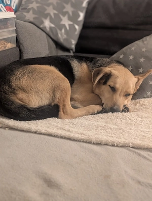 schäfer mix rüde Bild 2