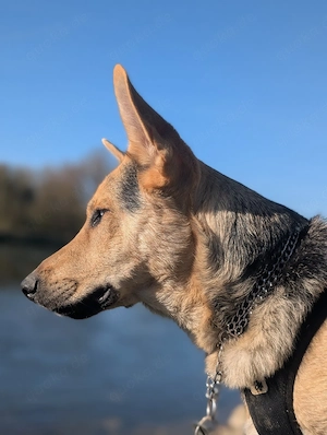 schäfer mix rüde Bild 5