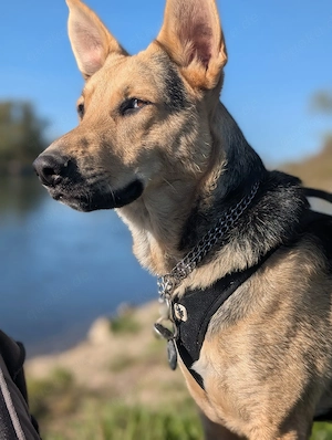 schäfer mix rüde Bild 4