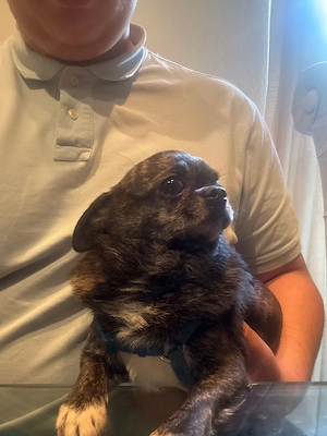 Reinrassige Chihuahua