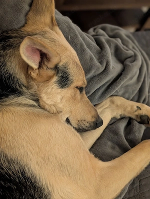 schäfer mix rüde Bild 3