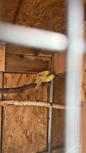 Verkaufe Sing Sitich paar