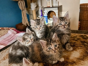 zuckersüsse Maine Coon Kitten suchen neues Zuhause
