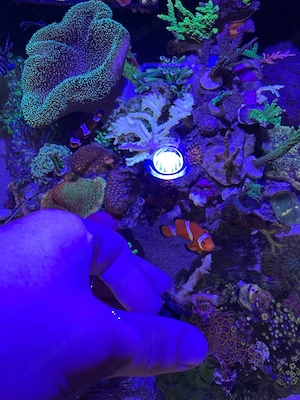 Meerwasser Koralle Ableger Salzwasser Aquarium SPS seriatopora hystrix pink