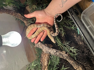 1.0  Hydrodynastes Gigas 