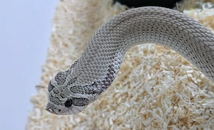 Axanthic Superconda het Toffee , Toxic, adult, proven breeder, Heterodon nasicus Hakennasennatter