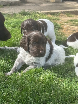 Kleine Münsterländer 