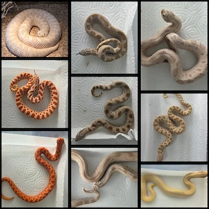 Verkaufe Heterodon nasicus - Hakennasennattern 