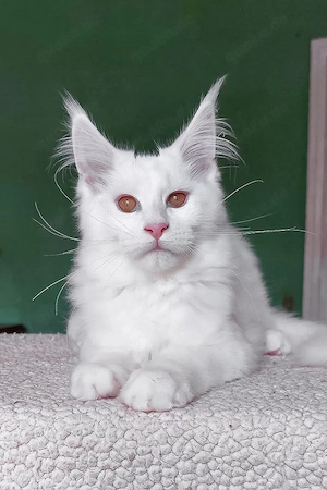 Bezaubernder, 4 Monate alter Maine-Coon-Kater   liebevoll, sanft und perfekt für Familien.