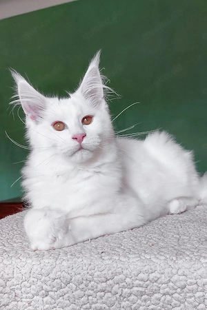 Bezaubernder, 4 Monate alter Maine-Coon-Kater   liebevoll, sanft und perfekt für Familien.