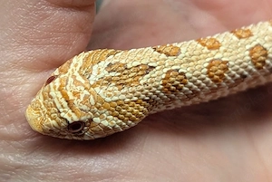 Paradox - Arctic Albino 66%ph Axanthic - Heterodon nasicus, Hakennasennatter