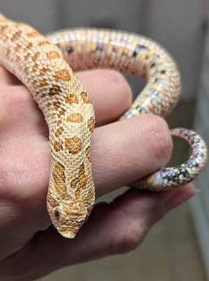 Paradox - Arctic Albino 66%ph Axanthic - Heterodon nasicus, Hakennasennatter