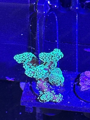 Koralle Meerwasser Salz Wasser Seriatopora Grün Türkis SPS